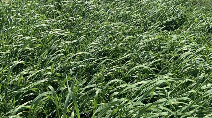 Pour le pâturage ou la récolte : les couverts d'interculture sont intéressants d'un point de vue stock fourrager mais aussi valeurs alimentaires.