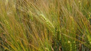 Selon le service de la statistique du ministère de l'Agriculture, le rendement moyen français de l'orge d'hiver serait de 67,3 q/ha en 2024.