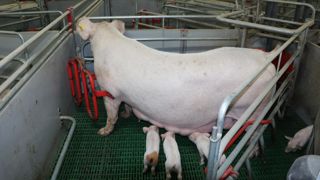 Dès 2025, 100 % des bâtiments neufs devront se doter de dispositifs liberté pour les truies.