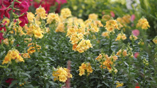 Antirrhinum majus ‘Sweet Duet’ Antirrhinum majus ‘Sweet Duet’