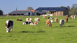 Investir dans le capital santé de son troupeau laitier