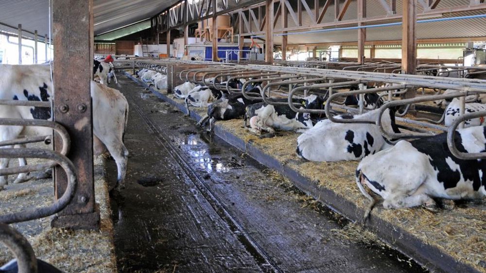 Stabulation vaches laitières Stabulation vaches laitières