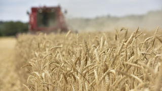 La production mondiale de blé pour 2024-2025 est estimée par l'USDA à 790,75 millions de tonnes, soit 7,44 millions de tonnes de moins que le mois passé.