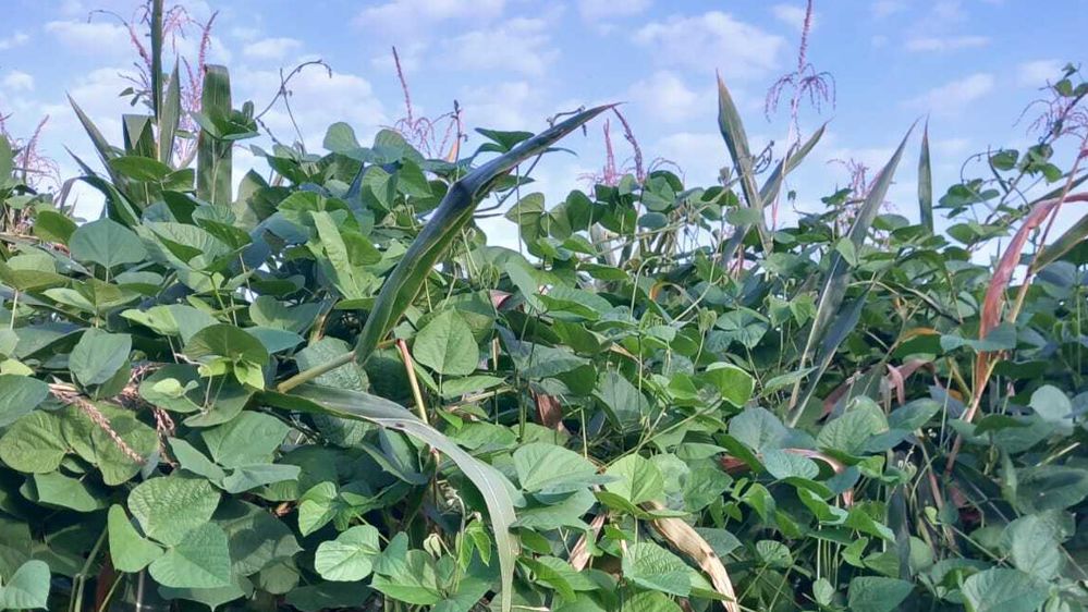 Champ de maïs destiné au fourrage mélangé avec la légumineuse lablab