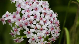 Plante Darmera peltata (en fleur). Plante Darmera peltata (en fleur).