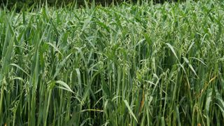 Les exportations ukrainiennes d'avoine vers l'Union européenne ont atteint le seuil de 2 440 tonnes, entrainant la réintroduction de tarifs douaniers.