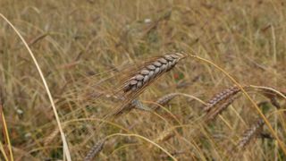 La Commission européenne souhaitait faciliter les échanges sans but lucratif de semences entre agriculteurs.