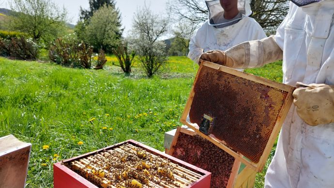 L'une des trois actions principales du projet CoCoBees concerne l’acquisition de données de santé des abeilles grâce au suivi des colonies sur les quatre ruchers expérimentaux installés chez trois coopératives partenaires.