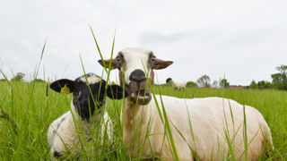 Les acteurs de la filière d'élevage de ruminants détaillent l'importance du système d'élevage français dans les enjeux sociétaux, comme par exemple l'environnement, la vitalité territoriale, ou l'alimentation. Les acteurs de la filière d'élevage de ruminants détaillent l'importance du système d'élevage français dans les enjeux sociétaux, comme par exemple l'environnement, la vitalité territoriale, ou l'alimentation.
