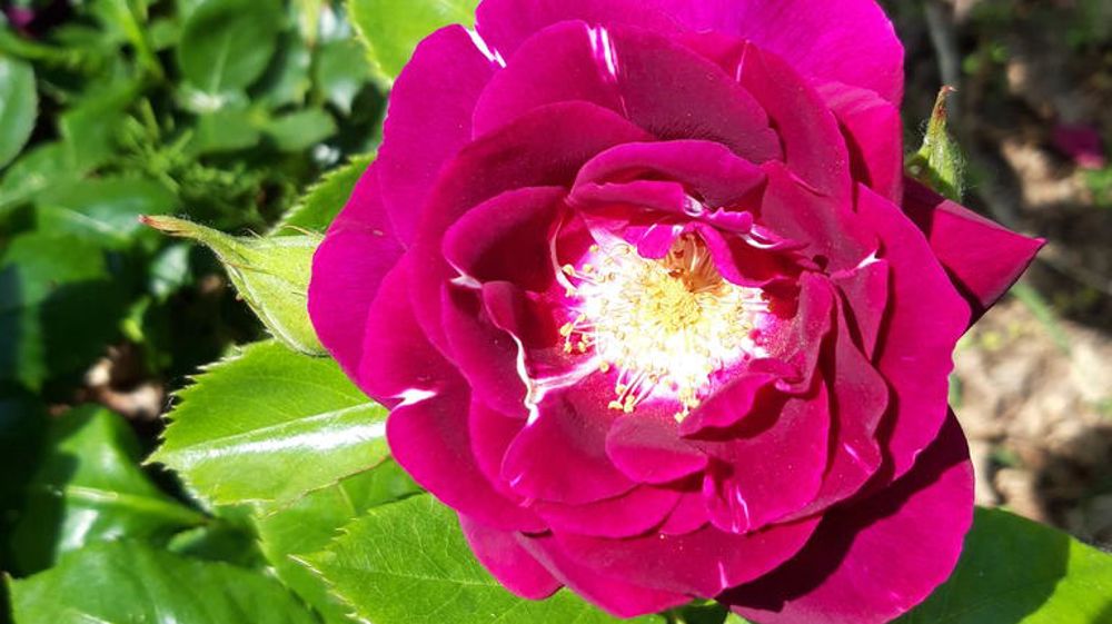 Véritable amélioration par rapport aux autres cultivars dans cette gamme de couleurs, la rose ‘François Colson’ propose un délicat parfum doux et sucré réchauffé d’une note épicée.