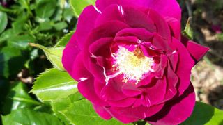 Véritable amélioration par rapport aux autres cultivars dans cette gamme de couleurs, la rose ‘François Colson’ propose un délicat parfum doux et sucré réchauffé d’une note épicée. Véritable amélioration par rapport aux autres cultivars dans cette gamme de couleurs, la rose ‘François Colson’ propose un délicat parfum doux et sucré réchauffé d’une note épicée.