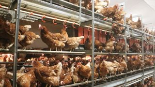 Les volières sont des structures sur lesquelles les poules peuvent monter sur un ou plusieurs étages en disposant de tout le matériel nécessaire (eau, alimentation, nid, récupération des fientes).