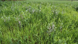 Les systèmes en agriculture biologique intègrent davantage de légumineuses.