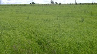 Le prix moyen de la fibre de lin a augmenté de 55 % en un an.