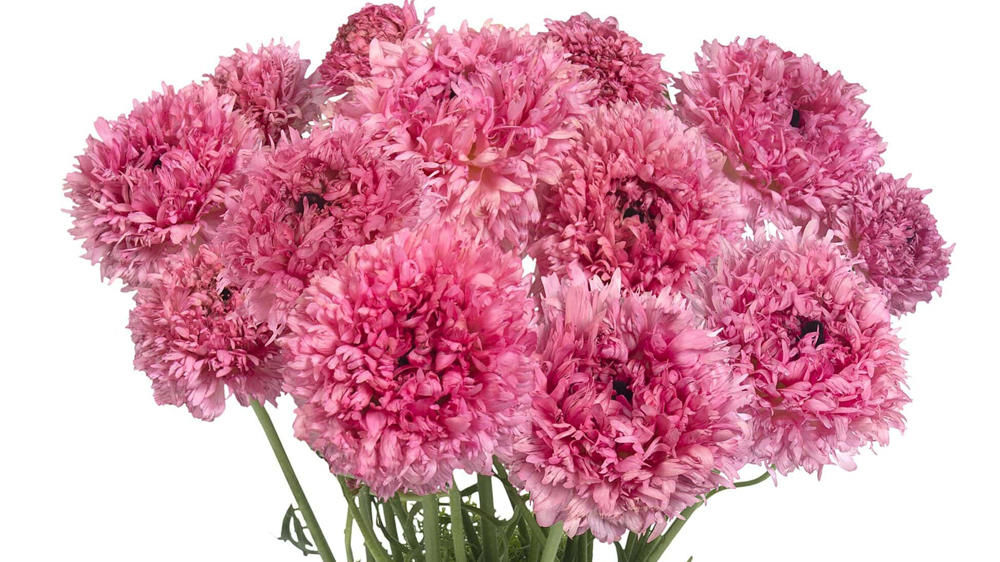Ranunculus ‘Poodle’ Ramlia®.
