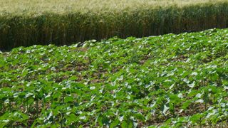 Sur la plateforme Syppre Lauragais, à Vieillevigne, en Haute-Garonne, sont notamment comparés les blés durs et tournesols conduits de façon « traditionnelle » et de façon « innovante ».