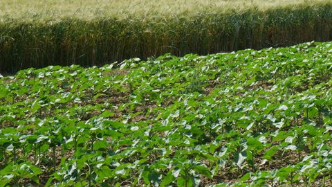 Sur la plateforme Syppre Lauragais, à Vieillevigne, en Haute-Garonne, sont notamment comparés les blés durs et tournesols conduits de façon « traditionnelle » et de façon « innovante ».
