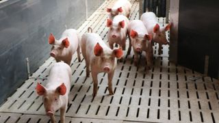 Pour les filières d'élevage françaises, les facteurs d’incertitude restent nombreux, aussi bien sur le plan climatique que géopolitique. La pression sanitaire est également toujours présente.