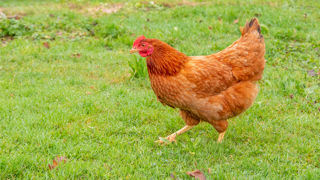 Les poules doivent être déclarées en mairie. Les poules doivent être déclarées en mairie.