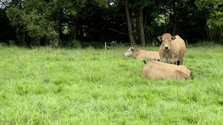 Le pic de pousse n'a pas atteint son niveau habituel, ce qui entraîne pour l'instant une perte sèche de production pour les exploitations, observe l'Idele.