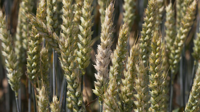 Alors que la réglementation se durcit, la vigilance est accrue pour la récolte 2024 concernant les DON, T2 et HT2, produites par les Fusarium, dont le développement a été favorisé par une météo printanière très humide.