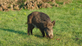 Face à la progression de la peste porcine africaine en Europe, le ministère de l'Agriculture lance une nouvelle campagne de sensibilisation auprès des acteurs concernés. Face à la progression de la peste porcine africaine en Europe, le ministère de l'Agriculture lance une nouvelle campagne de sensibilisation auprès des acteurs concernés.