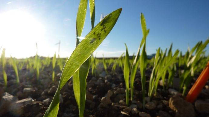 La présence de pucerons sur céréales a été faible à l'automne 2023.