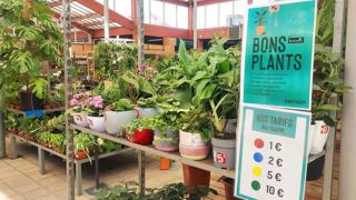 L’enseigne de jardineries Botanic lance un service de déstockage de ses plantes défraîchies, les « bons plants » à prix cassés, dans l’ensemble de ses magasins.