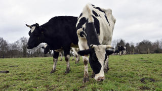 Les aides financières relatives à la lutte contre la rhinotrachéite infectieuse bovine (IBR) sont fixées.
