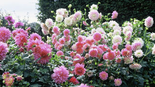 Tailler ses dahlias stimule la pousse des fleurs. Tailler ses dahlias stimule la pousse des fleurs.