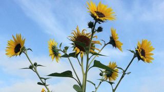 Au-delà de l'enquête en ligne, en cas de présence constatée sur une parcelle, il faudra arrachez les pieds de tournesol sauvage avant leur montée en graine. Sinon attention à ne pas laisser tomber des graines au sol. Au-delà de l'enquête en ligne, en cas de présence constatée sur une parcelle, il faudra arrachez les pieds de tournesol sauvage avant leur montée en graine. Sinon attention à ne pas laisser tomber des graines au sol.