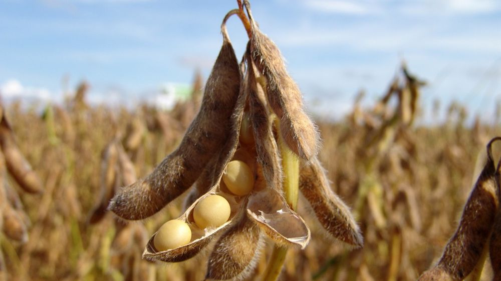 Le règlement européen reste encore flou, notamment sur les moyens de certifier le soja importé non-déforestant.