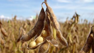 Le règlement européen reste encore flou, notamment sur les moyens de certifier le soja importé non-déforestant. Le règlement européen reste encore flou, notamment sur les moyens de certifier le soja importé non-déforestant.