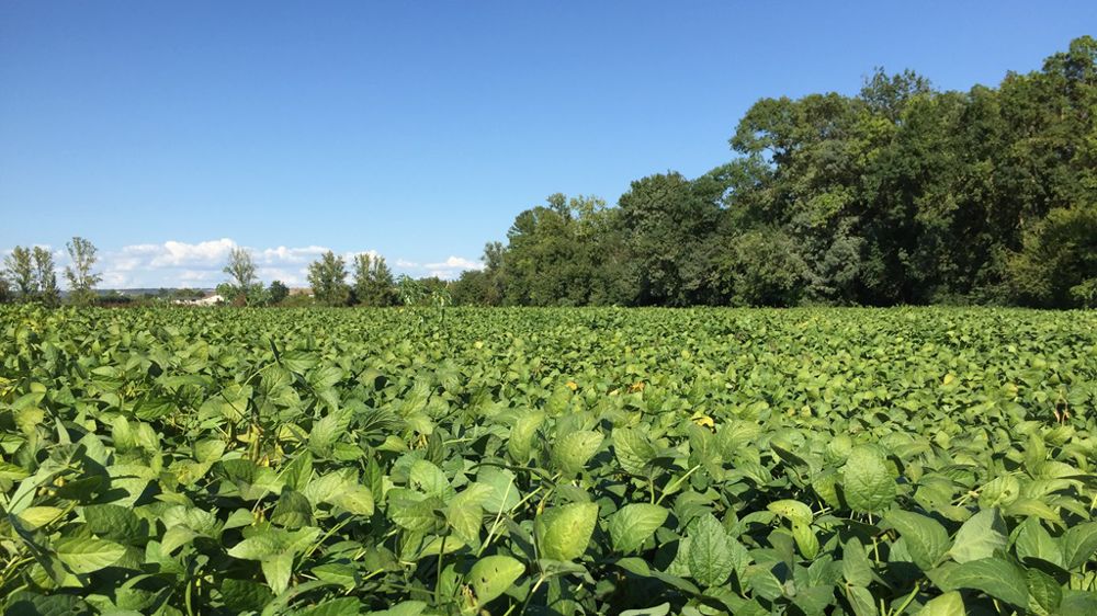 Malgré des surfaces qui ont doublé ces dix dernières années, la production européenne de soja reste, à 3 Mt dont 450 000 tonnes en France, anecdotique face à celle des États-Unis et du Brésil.