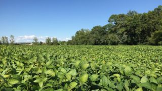 Malgré des surfaces qui ont doublé ces dix dernières années, la production européenne de soja reste, à 3 Mt dont 450 000 tonnes en France, anecdotique face à celle des États-Unis et du Brésil. Malgré des surfaces qui ont doublé ces dix dernières années, la production européenne de soja reste, à 3 Mt dont 450 000 tonnes en France, anecdotique face à celle des États-Unis et du Brésil.