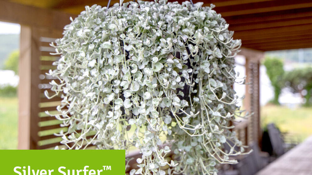 Dichondra argentea Silver Surfer