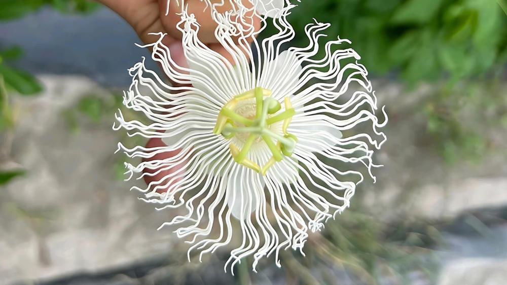 Passiflora Cooltropics® Snowstar® fait partie des nouveautés co-lauréates parées d’or pour la catégorie Innovation variétale. Au total 11 nominés constituent le palmarès 2024 du concours Innovert®... à retrouver en septembre prochain à Angers.