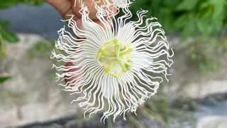 Passiflora Cooltropics® Snowstar® fait partie des nouveautés co-lauréates parées d’or pour la catégorie Innovation variétale. Au total 11 nominés constituent le palmarès 2024 du concours Innovert®... à retrouver en septembre prochain à Angers. Passiflora Cooltropics® Snowstar® fait partie des nouveautés co-lauréates parées d’or pour la catégorie Innovation variétale. Au total 11 nominés constituent le palmarès 2024 du concours Innovert®... à retrouver en septembre prochain à Angers.