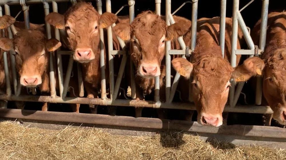 Vaches limousines aux cornadis