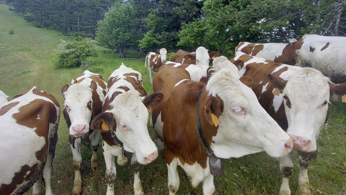 L'OP Alpins La fermière estime que les coûts élevés des élevages de montagne doivent être pris en compte.