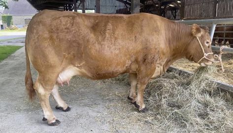 Ombre vache limousine
