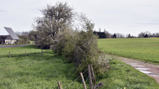 Le gouvernement espère redonner de l’intérêt économique aux haies pour les agriculteurs en créant des débouchés.