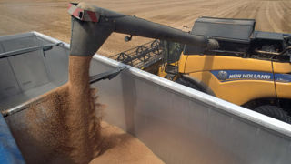 Le ministère de l’Agriculture estime la production française de blé à 29,7 millions de tonnes en 2024.