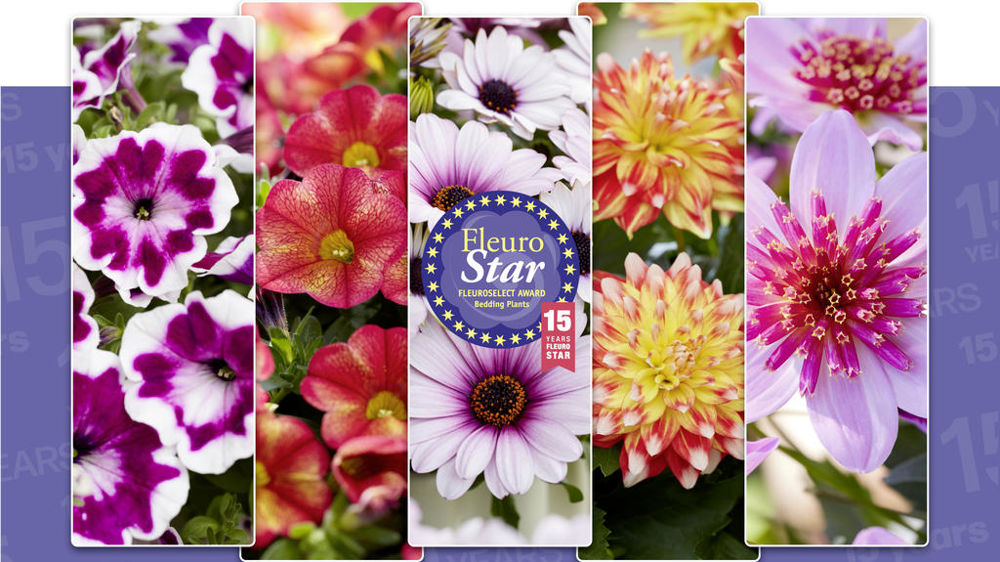 Cinq plantes étaient en compétition pour le concours international FleuroStar 2024.