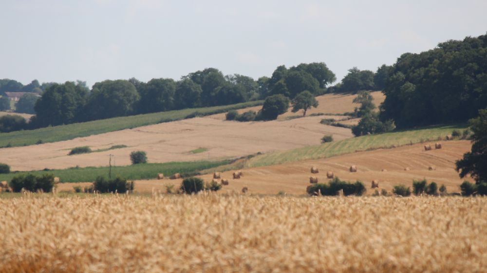 En France, la moisson 2024 de blé tendre s'annonce en baisse de plus de 15 %, à 29,7 millions de tonnes.