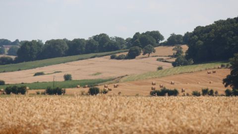 En France, la moisson 2024 de blé tendre s'annonce en baisse de plus de 15 %, à 29,7 millions de tonnes. En France, la moisson 2024 de blé tendre s'annonce en baisse de plus de 15 %, à 29,7 millions de tonnes.