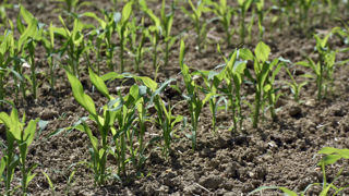 Ageste a révisé à la hausse ses prévisions de surfaces pour le maïs grain (y compris semences) et le maïs fourrage.