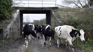 Les conditions météorologiques humides, au cours de ces dernières semaines, ont freiné la reprise de la collecte de lait de vache en France.