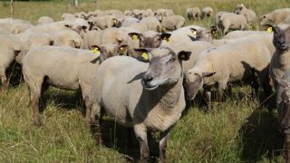 La vaccination constitue l'arme la plus importante pour lutter contre la maladie.