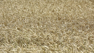 Le 12 juillet 2024, le ministère américain de l'Agriculture a revu à la hausse de 2 % son estimation de stocks de fin de campagne mondiaux de blé pour 2024-2025.